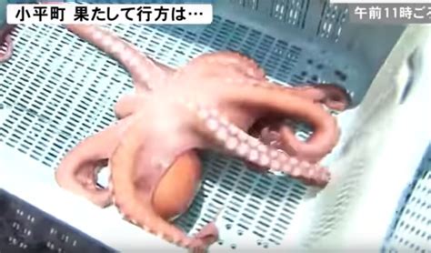 Psychic Octopus Predicted Japan's World Cup Results and Was Sold Off - Thrillist