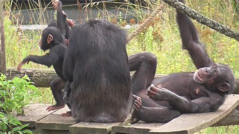 CHIMP BABIES PLAYING TOGETHER - YouTube