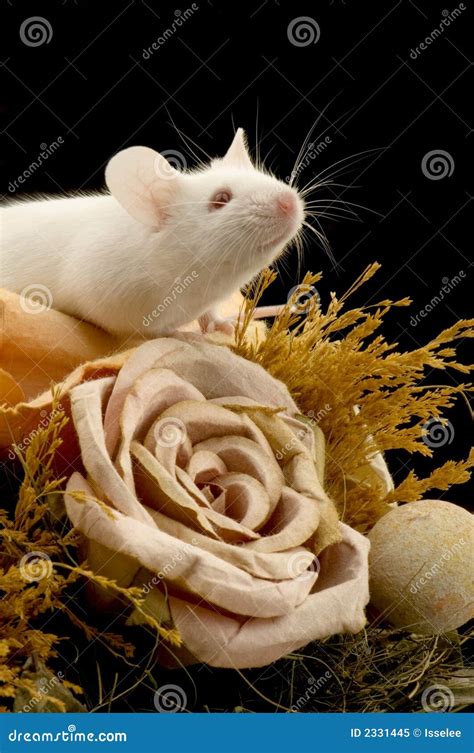 White Mouse stock image. Image of cute, furry, domestic - 2331445