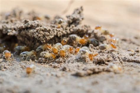 All-female termite colonies are doing it by themselves - Owl Connected