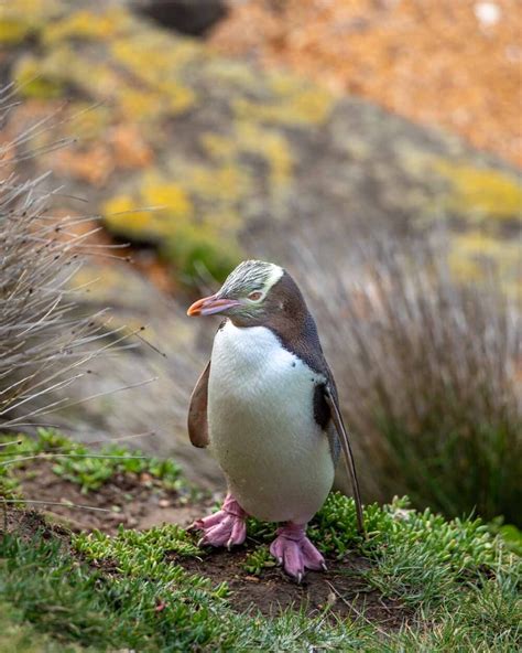 Oamaru Penguins: where to find them and which viewing experience is best — Walk My World