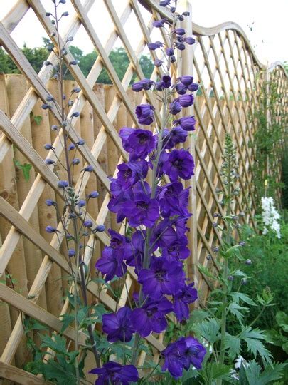 Delphinium 'Black Knight' : Grows on You