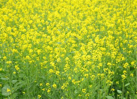 Farmers expect bumper mustard crop this year : The Tribune India