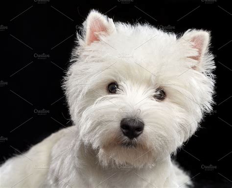 West highland white terrier Dog | High-Quality Animal Stock Photos ~ Creative Market