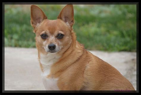 Is A Chihuahua Terrier Mix Hypoallergenic? (Facts, Breed Info) - Pet Spruce