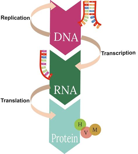 Central Dogma Of Molecular Biology Wikipedia, 57% OFF