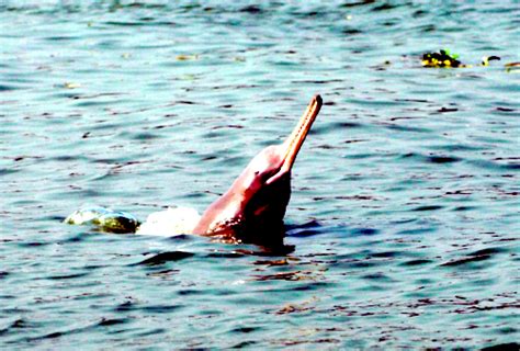 Ganges River Dolphin – "OCEAN TREASURES" Memorial Library