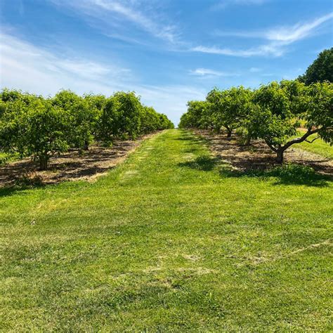 Apple Orchard | Northhill Orchard | Pick Your Own Apples