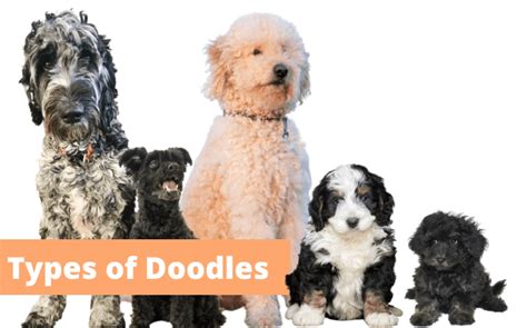 What Are The Different Types Of Doodle Dogs