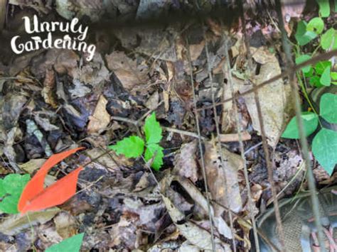 How to Grow Ginseng from Seed or Rootlets - Unruly Gardening