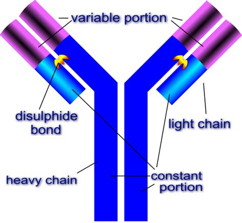 Wise Blood: Antibodies, The Principle of Overcoming in Disease (Part 2) | Answers in Genesis