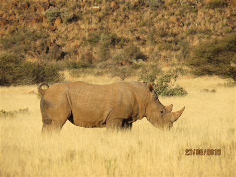 Rhino Hunt South Africa US$28,500 | AfricaHunting.com