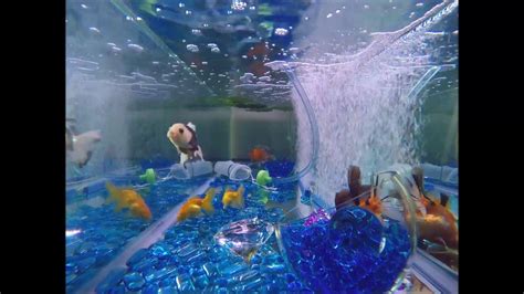 Time Lapse Goldfish Water Change (GoPro Goldfish!) - YouTube