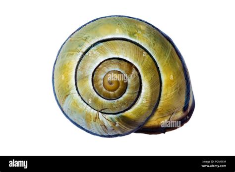 Golden ratio snail Cut Out Stock Images & Pictures - Alamy