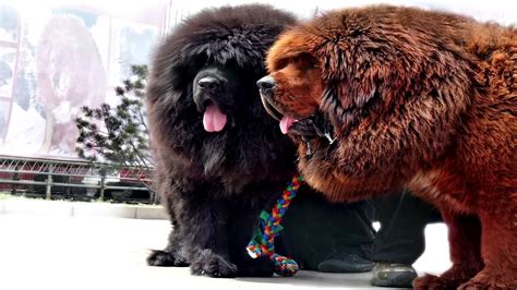 Majestic Tibetan Mastiff - Guide des Tailles, du Tempérament et des Soins