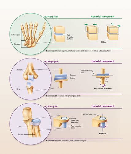 Charlie Pride-Miami Hurricanes: [View 36+] Ball And Socket Joint Quizlet