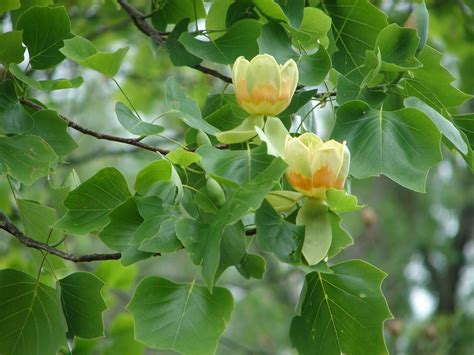 GardenRambler: Tulip tree or tulip poplar | Trees to plant, Tulip poplar tree, Plants