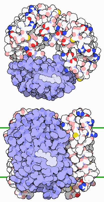 PDB-101: Molecule of the Month: Bacteriorhodopsin