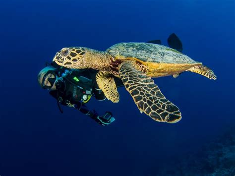 Yap Dive Holidays And Travel Micronesia | travel&co.