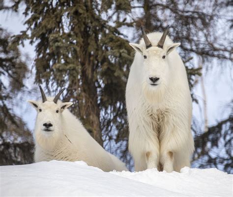 Dall sheep, mountain goat — The Alaska Zoo