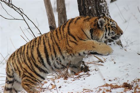 Amur tigers: how they choose where and what to eat | Oikos Journal