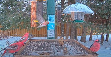 Winter Finches Flock To Ontario FeederWatch Cam | Cornell Lab Bird Cams