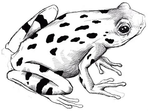 Comment Dessiner Une Grenouille - Learn to Draw an Easy Frog Drawing (2023)