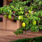 How to Grow a Bonsai Fruit Tree from Seed | A Step by Step Guide | Bonsai Tree Resource Center ...