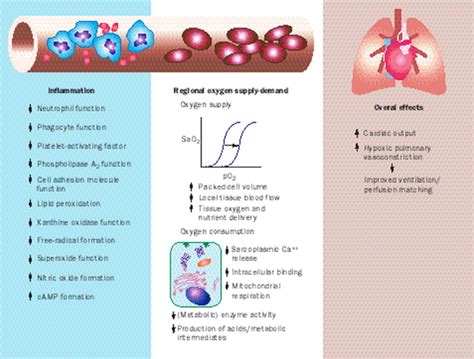 Carbon dioxide and the critically ill—too little of a good thing? - The ...