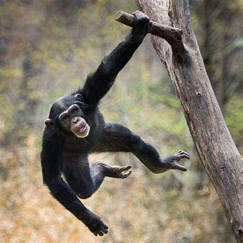 Monkey Swinging Stock Photos, Pictures & Royalty-Free Images - iStock