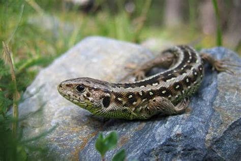 Sand Lizard - Species Guide - Acer Ecology