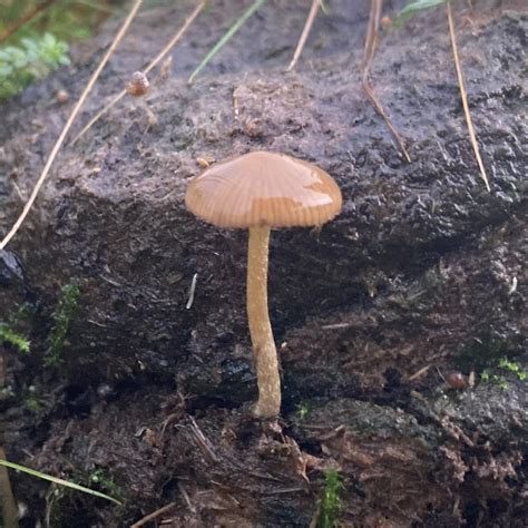 Psilocybe fimetaria, central Scotland, ~300m above sea level. Not as ...