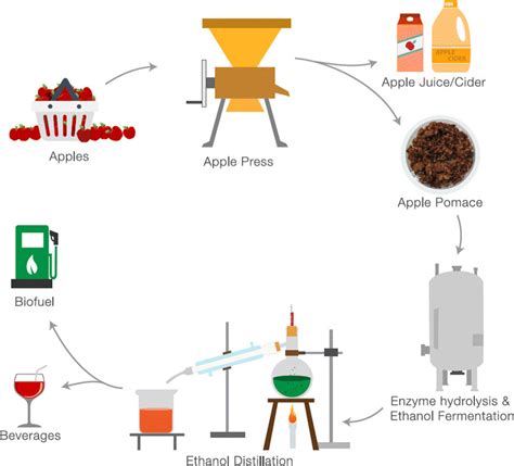 Apple pomace ethanol production overview | Download Scientific Diagram