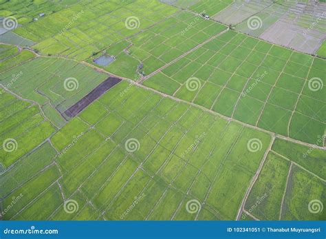 Aerial View. Rice Plants in Paddy Field Stock Image - Image of green ...