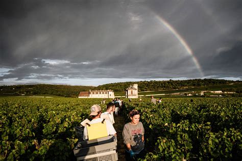 Wine Harvest 2022: Brutal, Hot Summer Means Lower Yields, Hope for Good Quality - Bloomberg