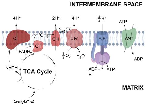 Phosphorylation Atp