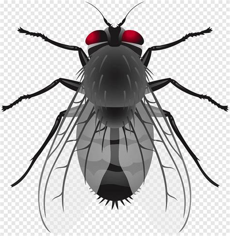 Insecto mosca de casa, insecto, animales, animal png | PNGEgg