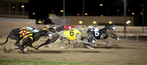 Greyhound Racing Betting: What Bettors Need to Know About Greyhounds and Races