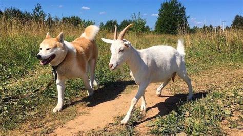 Goat Loves To Go For Walks With Canine Best Friend