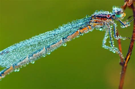 odonata - Tropical Biology & Conservation | ATBC