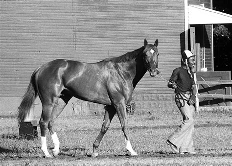 Secretariat and Ed Sweet prior to 1973 Belmont... - Historical Times | Beautiful horses, Horses ...