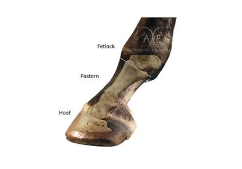 The pastern is very complex. The long and short pastern are connected by many intricate ...