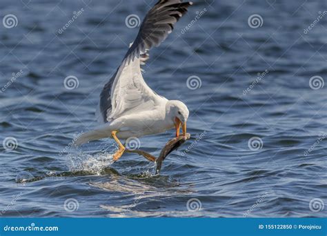 Seagull eating fish stock photo. Image of reflex, catch - 155122850