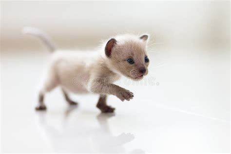 Baby Cat. Cute Kitten Playing at Home Stock Photo - Image of animals, domestic: 184300670