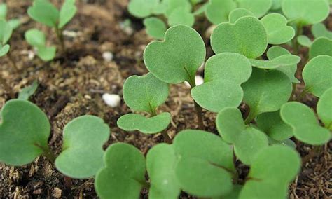 Arugula Companion Plants: Good Growing Buddies | Epic Gardening