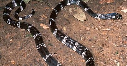 Species New to Science: [Herpetology • 2005] Bungarus slowinskii | Red River krait • A new ...