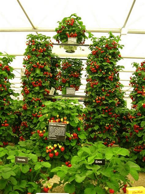 Fragrant Strawberry Tower: 9-Step Guide to Save Space