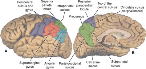 Intraparietal Sulcus Function