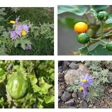 Solanum xanthocarpum (Flower, fruits and leaves) | Download Scientific Diagram