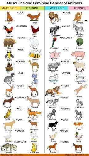 Masculine and Feminine Gender of Animals - Male and Female Animals ...